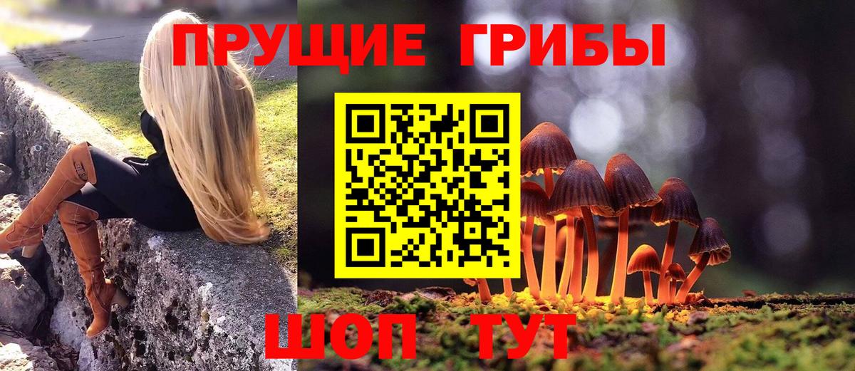 Псилоцибиновые грибы Cubensis Кингисепп